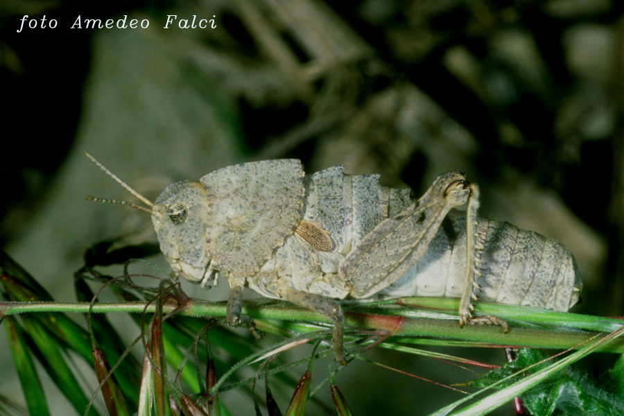 Variabilit cromatica in Ocneridia nigropunctata